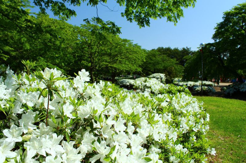 ’14白つつじ開花情報（5月19日）