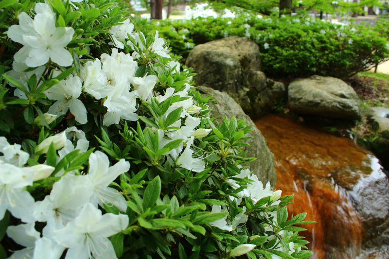 ’14白つつじ開花情報（5月20日）