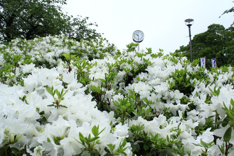 ’14白つつじ開花情報（5月22日）