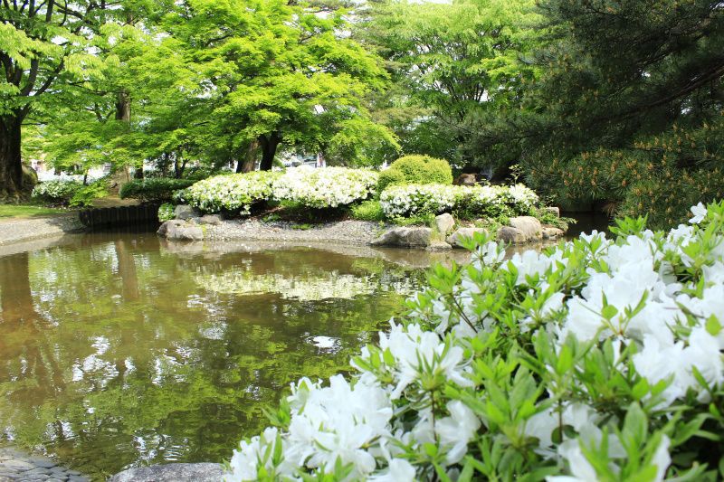 ’14白つつじ開花情報（5月23日）