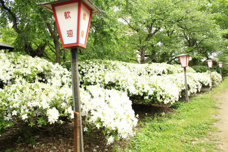 ’14白つつじ開花情報（5月26日）