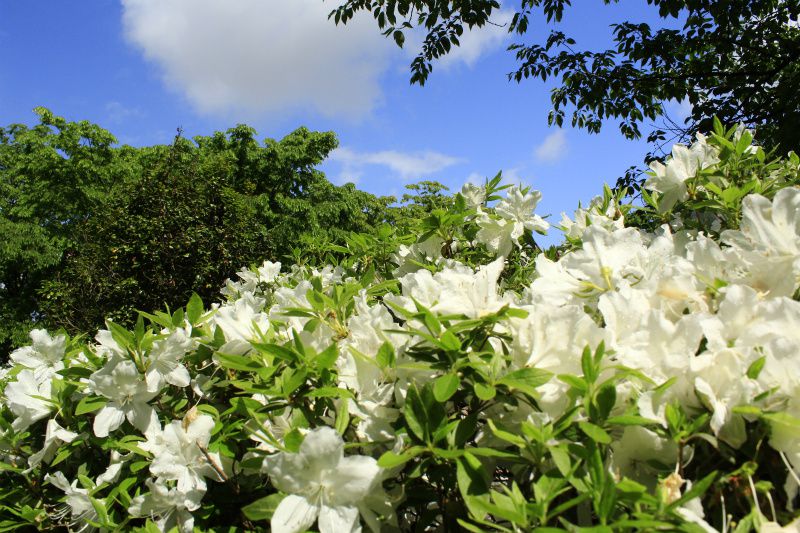’14白つつじ開花情報（5月27日）