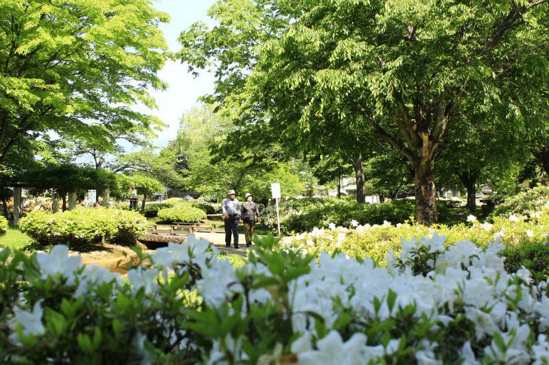 ’14白つつじ開花情報（5月28日）