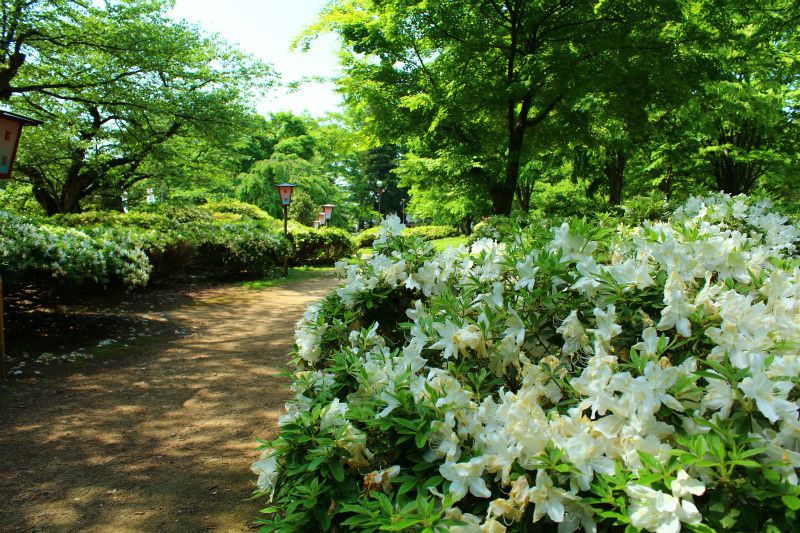 ’14白つつじ開花情報（5月29日）