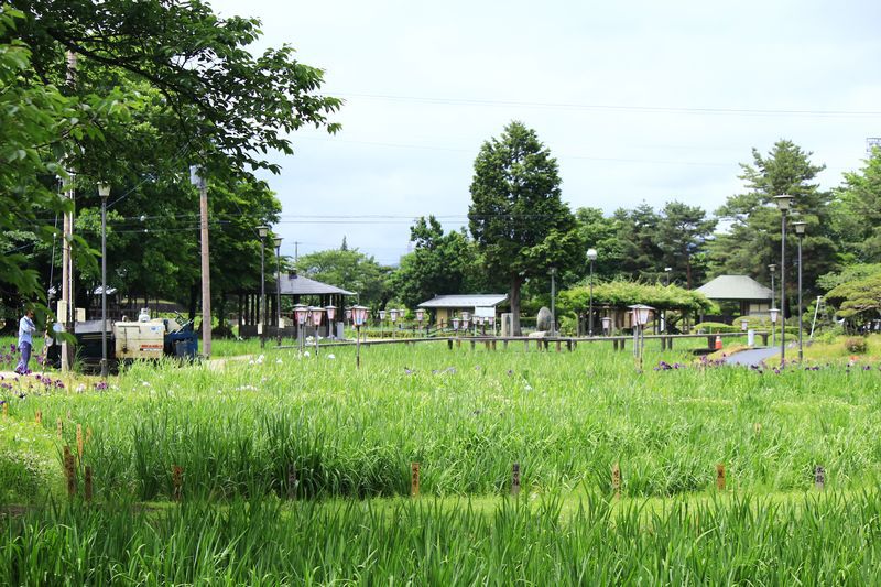 ’14あやめ公園　あやめ情報（6月9日）