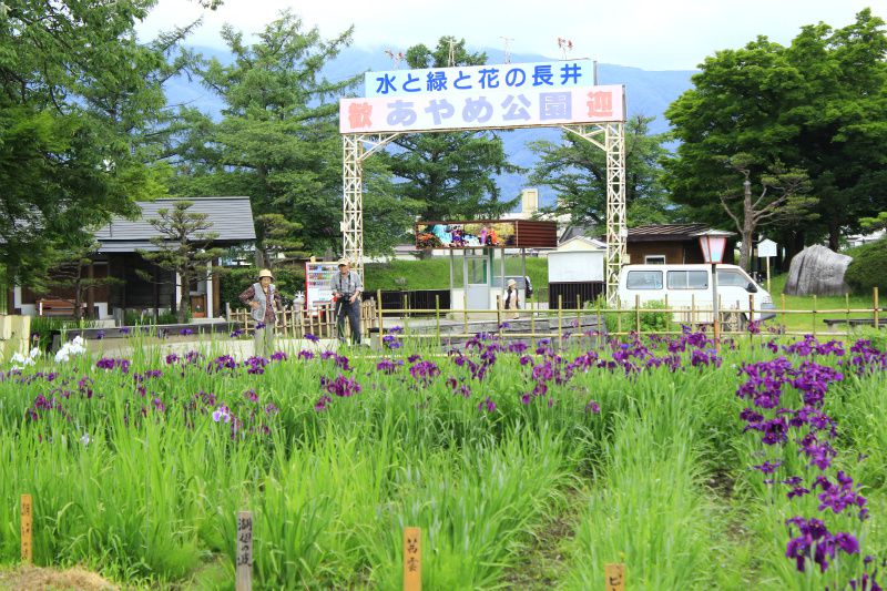 ’14あやめ公園　あやめ情報（6月11日）