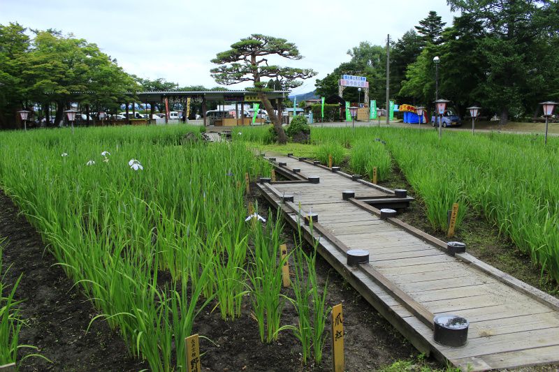 ’14あやめ公園　あやめ情報（6月12日）