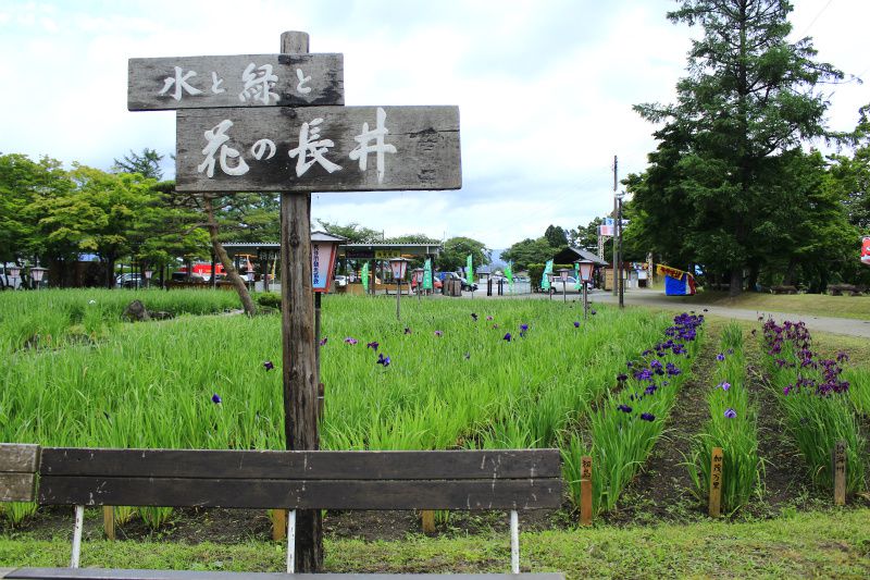 ’14あやめ公園開花情報（6月13日）