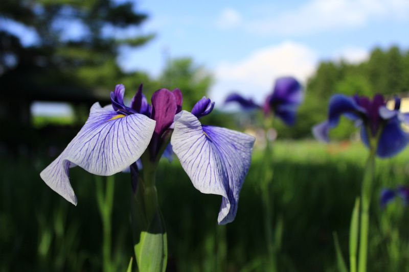 ’14あやめ公園開花情報（6月16日）