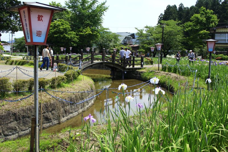 ’14あやめ公園開花情報（6月17日）