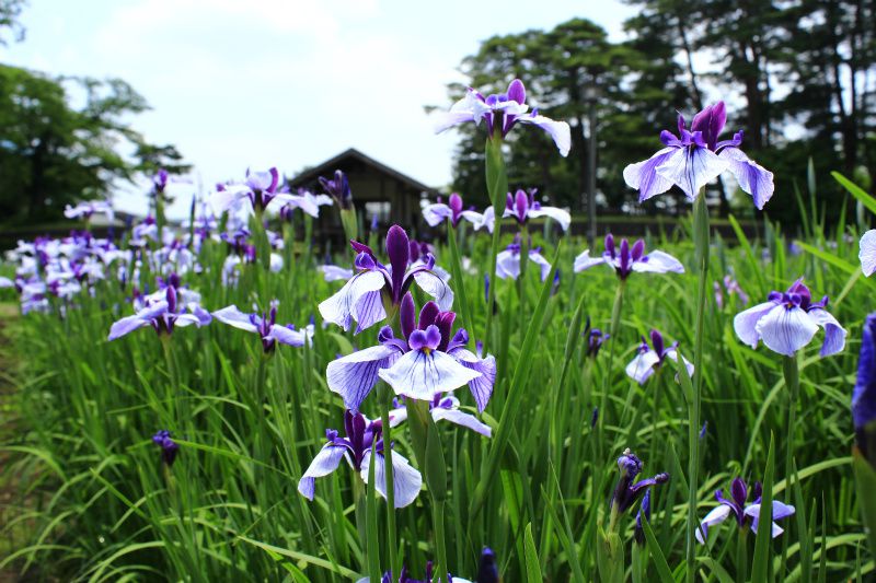 ’14あやめ公園開花情報（6月19日）