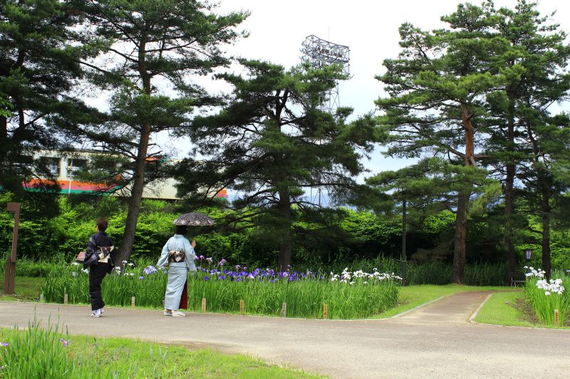 ’14あやめ公園開花情報（6月20日）
