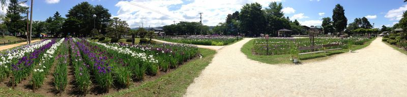 ’14あやめ公園開花情報（6月23日）