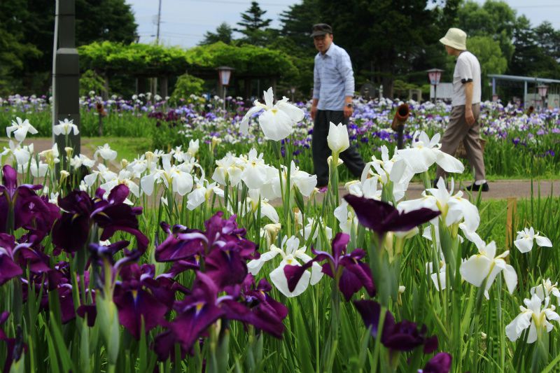 ’14あやめ公園開花情報（6月24日）
