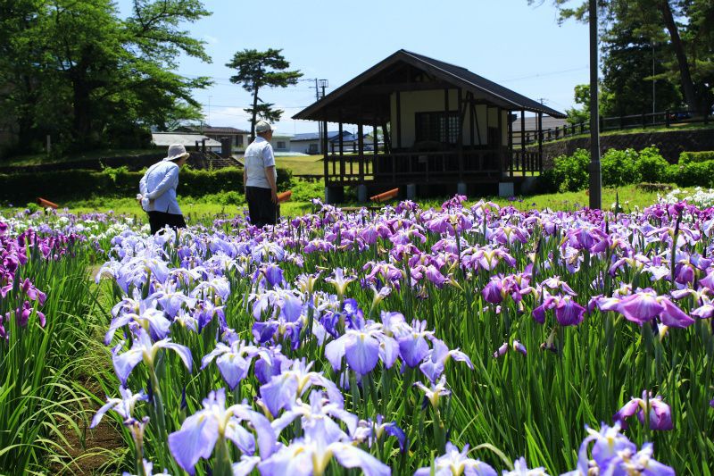 ’14あやめ公園開花情報（6月26日）
