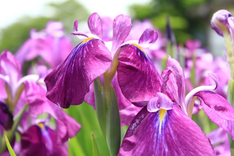 ’14あやめ公園開花情報（6月27日）