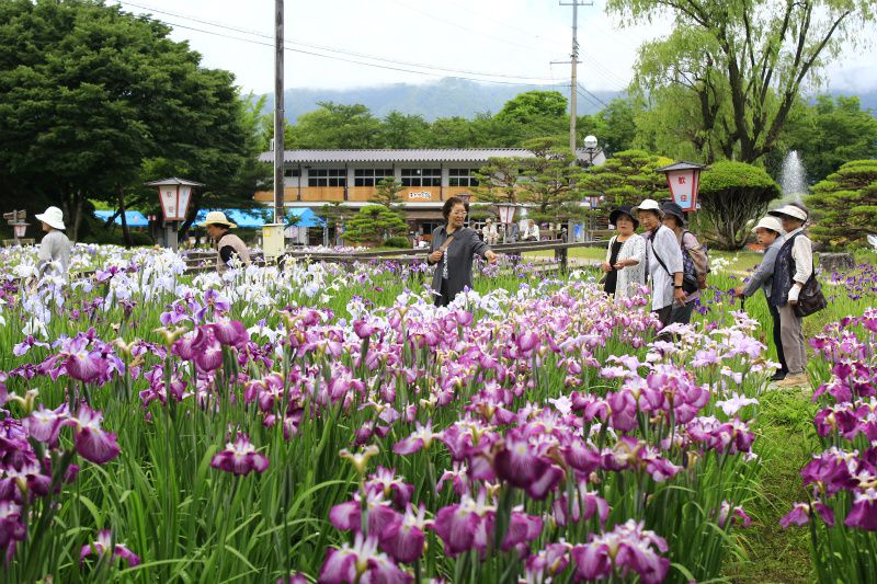 ’14あやめ公園情報（6月30日）