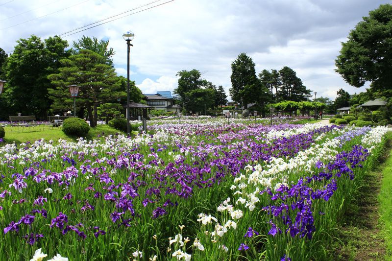 ’14あやめ公園情報（7月1日）