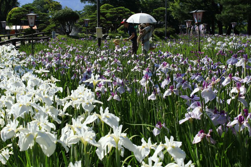 ’14あやめ公園情報（7月2日）