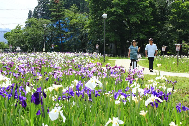 ’14あやめ公園情報（7月3日）