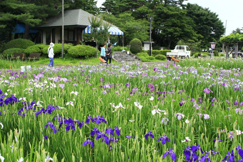 ’14あやめ公園情報（最終回）