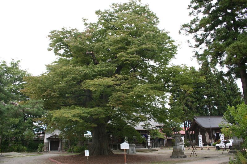 【'14 紅葉情報】 白山神社・長遠寺(9月24日)
