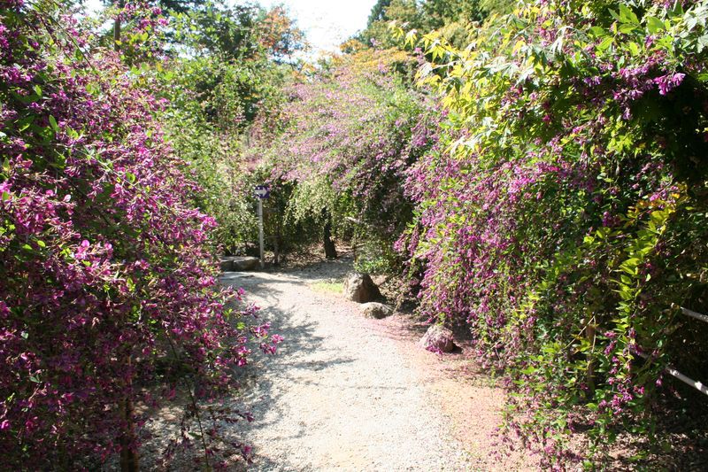 【'14 紅葉情報】 はぎ公園(9月29日)