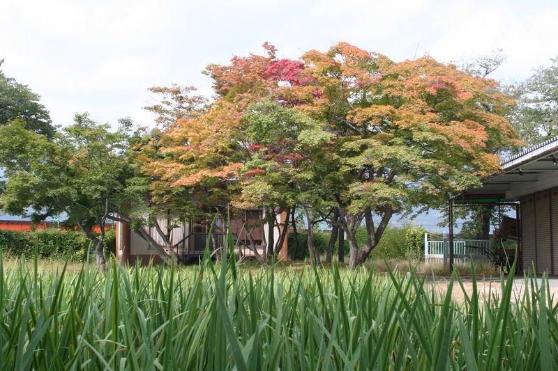 【'14 紅葉情報】 あやめ公園(10月1日)