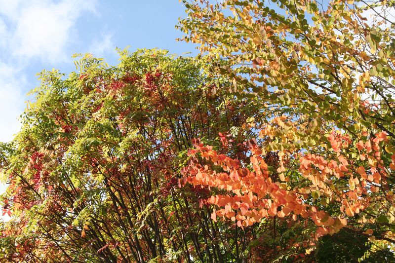 【'14 紅葉情報】 不伐の森(9月30日)