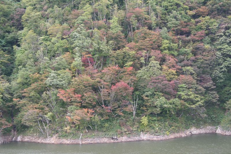 【'14 紅葉情報】 長井ダム方面(10月14日)