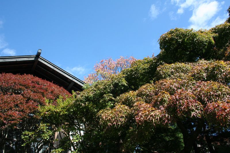 【'14 紅葉情報】 文教の杜ながい(10月15日)