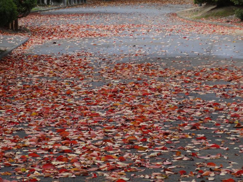 【'14 紅葉情報】 白つつじ公園(10月27日)