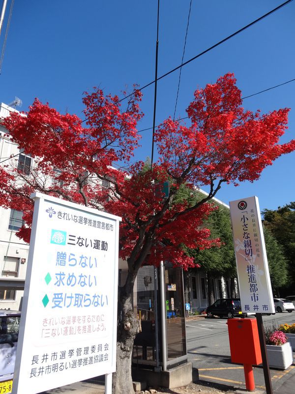 【'14 紅葉情報】 長井市役所周辺(10月30日)