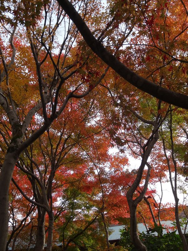 【'14 紅葉情報】 やませ蔵美術館(10月31日)