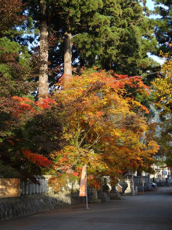  【'14 紅葉情報】 總宮神社（11月5日）