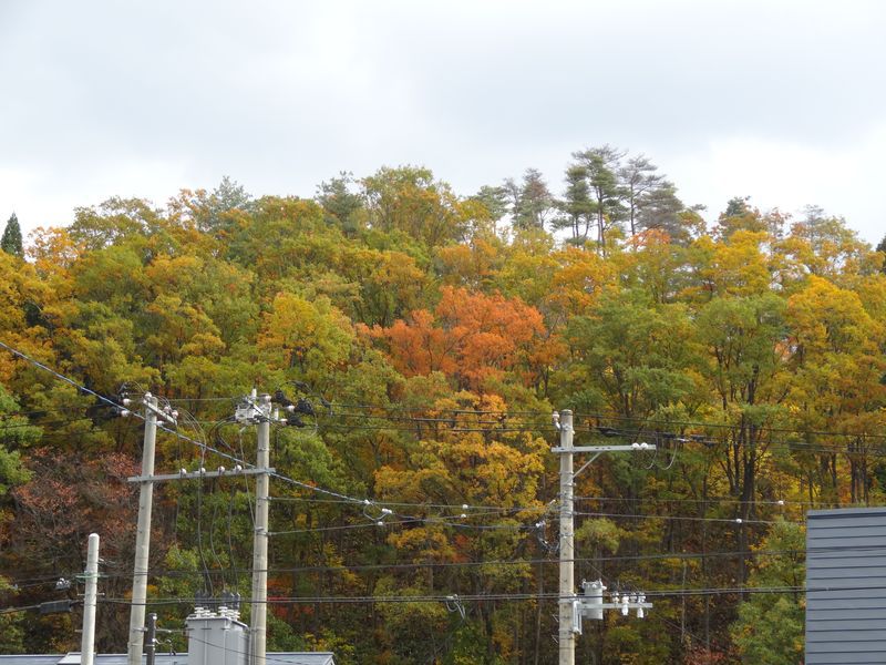 【'14 紅葉情報】 287号線から見える紅葉(11月4日)