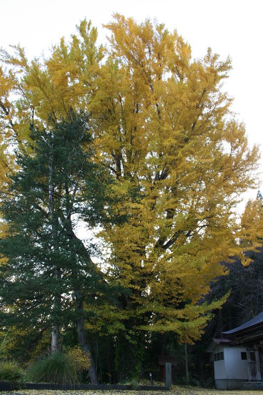 【'14 紅葉情報】 洞松寺（とうしょうじ）のイチョウが見頃ですよ～♪（11月12日）