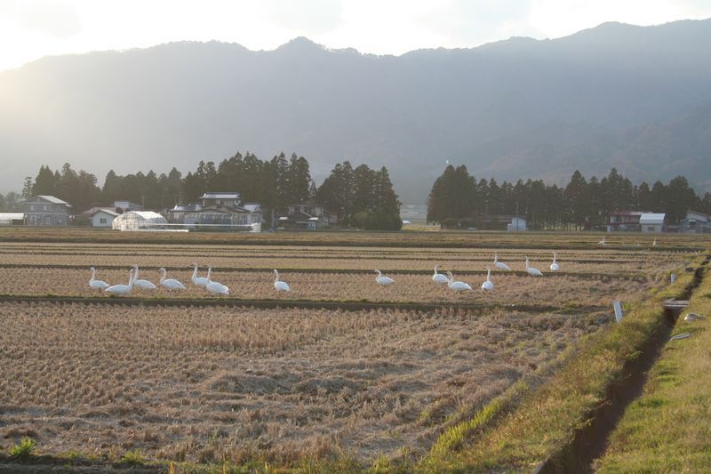 白鳥がたくさん来てますよ～（11月12日）