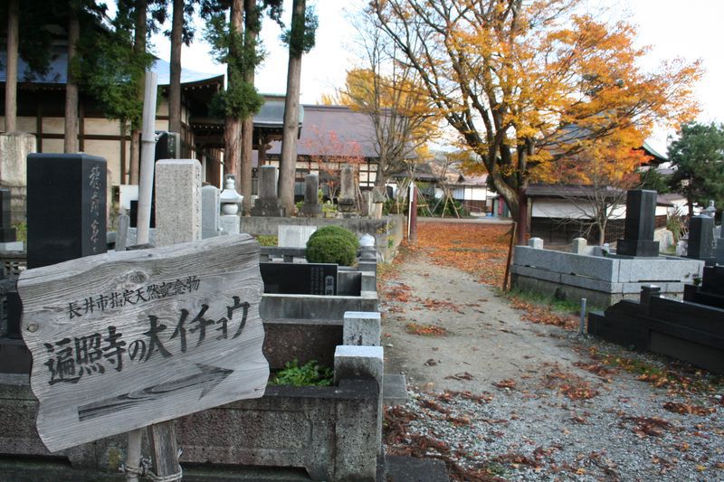 【'14 紅葉情報】 遍照寺(11月12日)