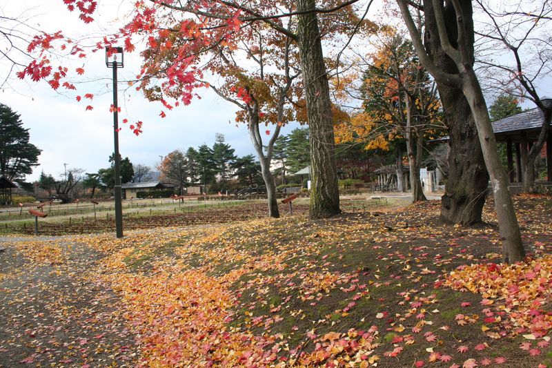 あやめ公園に桜が咲いてる！？(11月21日)