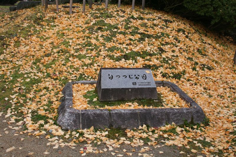 2014年 長井市紅葉総集編『白つつじ公園』