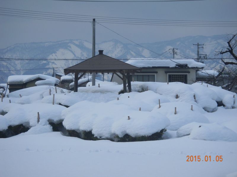 【'15 積雪情報】 白つつじ公園とあやめ公園(1月5日)
