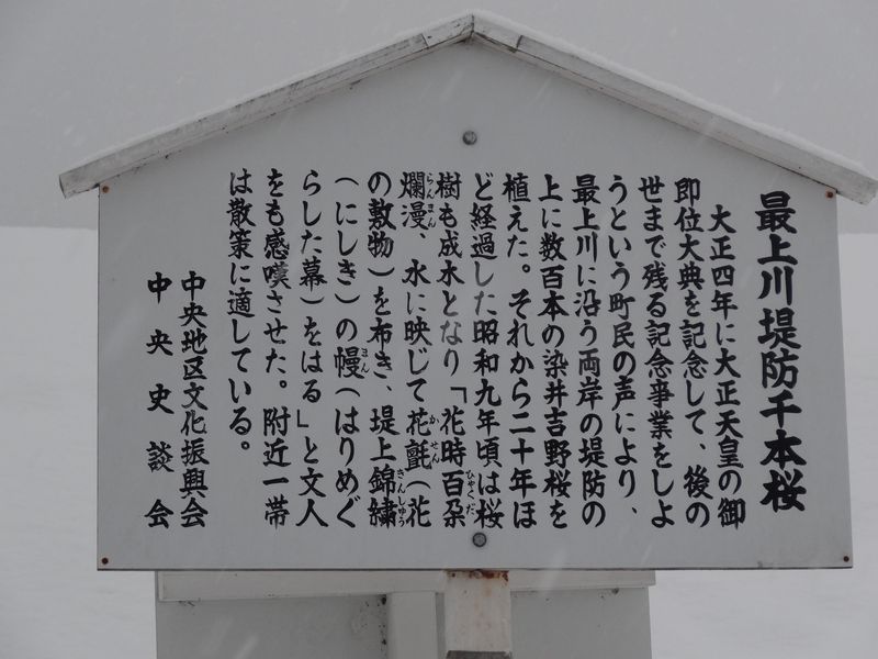 最上川堤防千本桜の雪桜