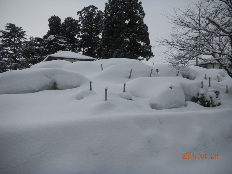 【’15　積雪情報】白つつじ公園（1月29日）