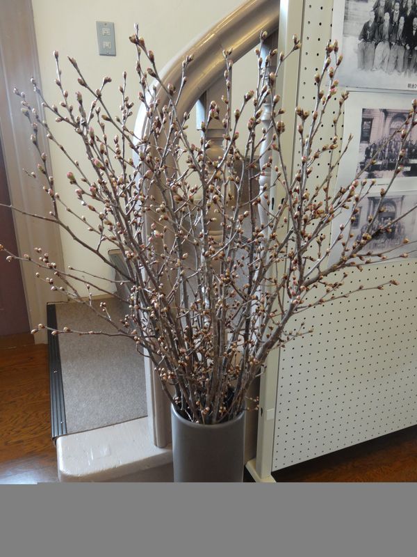 小桜館に啓扇桜♪