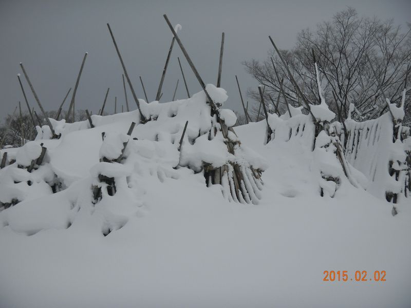 【’15　積雪情報】白つつじ公園の七兵衛つつじ（２月６日）