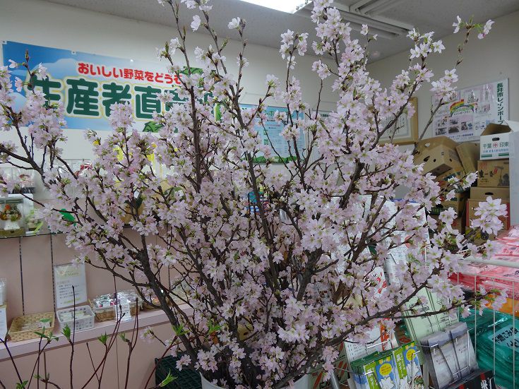 おらんだ市場菜なポート情報(2月27日)