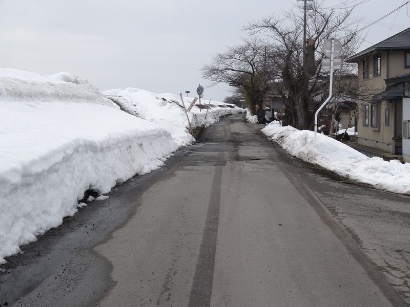 【'15 積雪情報】 最上川堤防(2月25日)