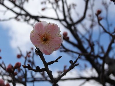 ’13紅梅林開花情報（4月11日）