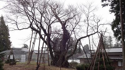 ’13草岡の大明神桜開花情報（4月12日）